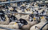 Veehouderijen en -fokkerijen