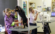 Dierenbegraafplaatsen en -crematoria